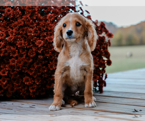 Cavalier King Charles Spaniel-Cavapoo Mix Puppy for sale in LIBERTY, KY, USA