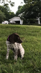 German Shorthaired Pointer Puppy for sale in FAYETTEVILLE, AR, USA