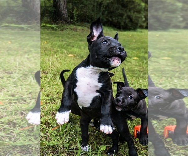 Medium Photo #2 Staffordshire Bull Terrier Puppy For Sale in Maryville, TN, USA