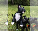 Small #1 Staffordshire Bull Terrier