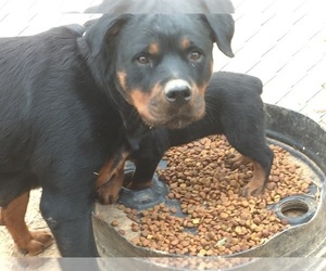 Mother of the Rottweiler puppies born on 08/26/2019