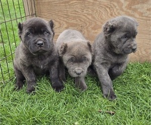 Cane Corso Puppy for Sale in NAPPANEE, Indiana USA