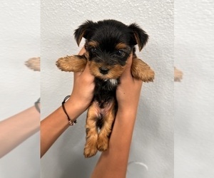 Yorkshire Terrier Puppy for sale in STOCKTON, CA, USA