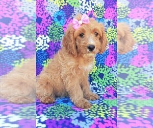 Cock-A-Poo Puppy for sale in LANCASTER, PA, USA