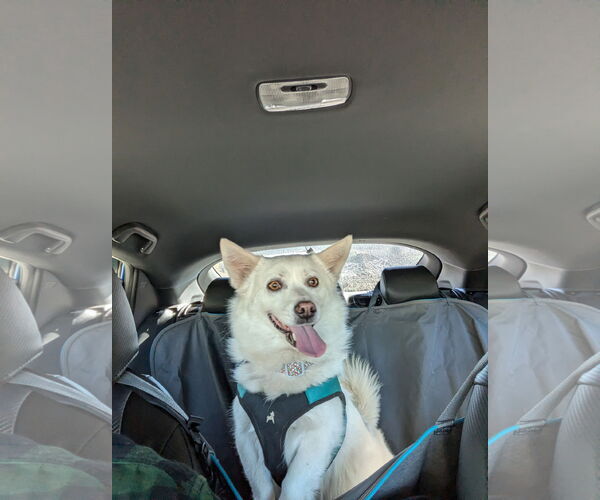 Medium Photo #1 Pembroke Welsh Corgi-Shiba Inu Mix Puppy For Sale in Agoura Hills, CA, USA