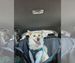 Small Pembroke Welsh Corgi-Shiba Inu Mix
