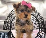 Small Photo #2 YorkiePoo Puppy For Sale in BLUE MOUND, TX, USA
