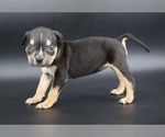 Small #2 American Bully