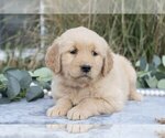 Small Photo #13 Golden Retriever Puppy For Sale in MILLERSBURG, OH, USA