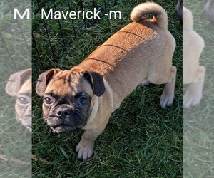 Frenchie Pug Dogs for adoption in San Bernardino, CA, USA