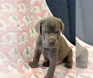 Charlotte's Puppy Greyson - Male Labrador Retriever-Unknown Mix Dog for Adoption - Photo #4