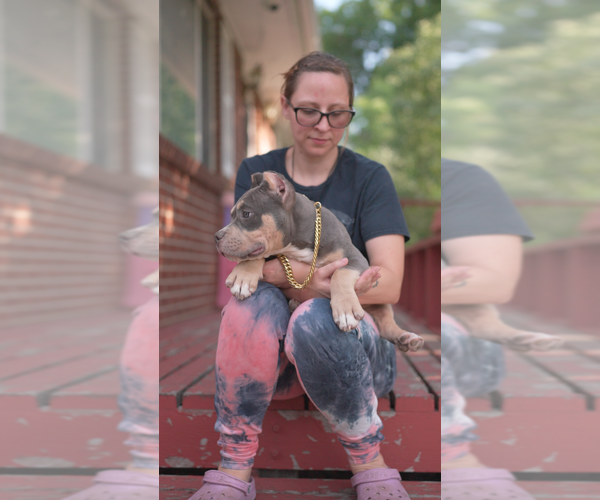 Medium Photo #5 American Bully Puppy For Sale in GREELEY, CO, USA