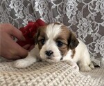 Small Cavachon-Shih Tzu Mix
