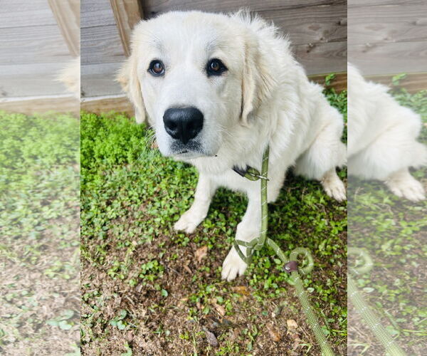 Medium Photo #2 Great Pyrenees Puppy For Sale in Spring, TX, USA