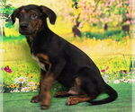 Small #3 Labrador Retriever Mix