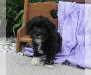 Poochon Puppy for sale in LE MARS, IA, USA