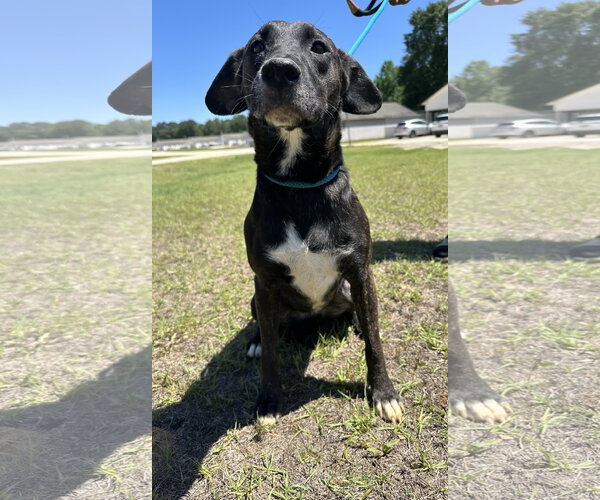 Medium Photo #2 Mutt Puppy For Sale in Rockaway, NJ, USA
