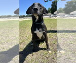 Small #1 Mutt