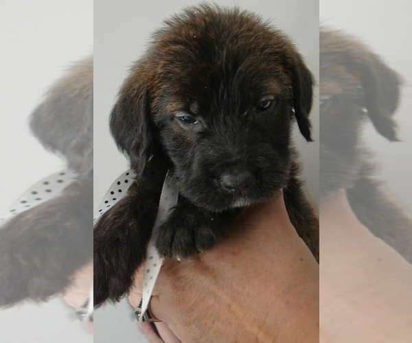 Medium Photo #10 Doodle-Great Dane Mix Puppy For Sale in PALM COAST, FL, USA
