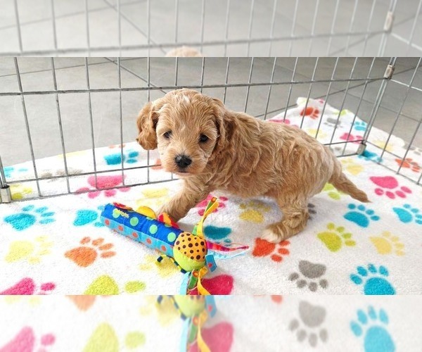 Medium Photo #2 Cavapoo mix (+ Poodle Miniature) Puppy For Sale in ORO VALLEY, AZ, USA