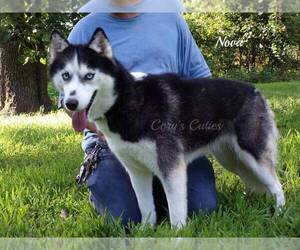Siberian Husky Puppy for sale in ELKLAND, MO, USA