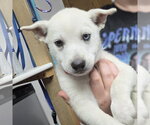 Talia - Female Siberian Husky-Unknown Mix Dog for Adoption - Small photo