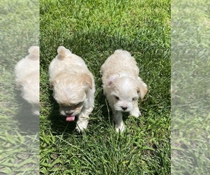 Maltese Puppy for sale in CLOVIS, CA, USA