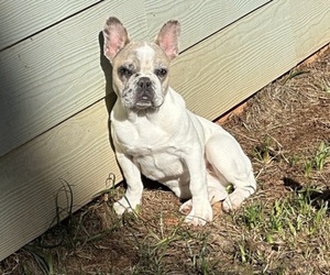 French Bulldog Puppy for sale in JEFFERSON, GA, USA