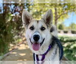 Small #1 German Shepherd Dog Mix