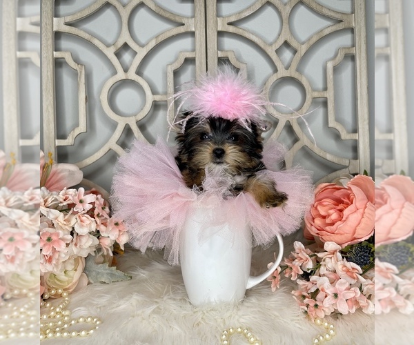Medium Photo #3 Yorkshire Terrier Puppy For Sale in MORRIS CHAPEL, TN, USA