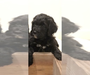 Bernedoodle Puppy for sale in BATTLE GROUND, WA, USA