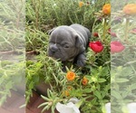 Small #9 Faux Frenchbo Bulldog