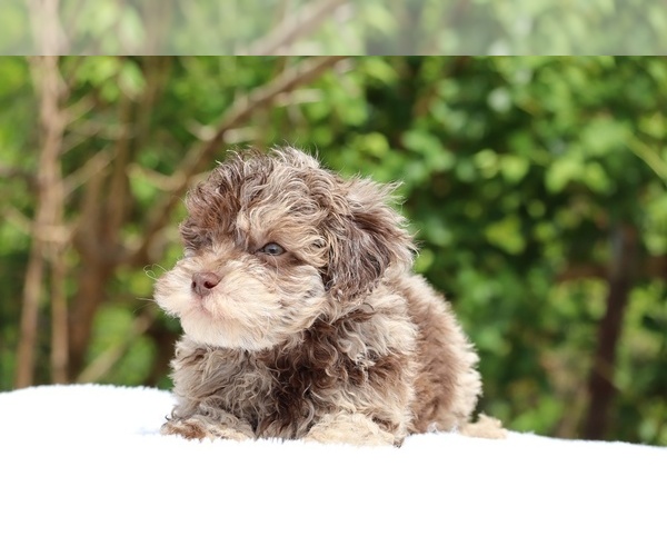 Medium Photo #8 ShihPoo Puppy For Sale in DYERSBURG, TN, USA
