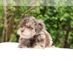 Small #7 ShihPoo