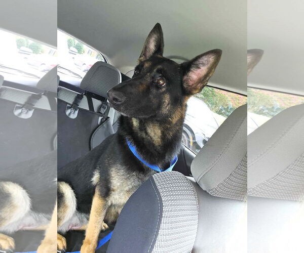 Medium Photo #3 Mutt Puppy For Sale in Shelburne, VT, USA
