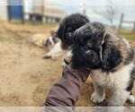 Small #9 Anatolian Shepherd