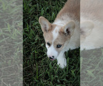Small Photo #2 Pembroke Welsh Corgi Puppy For Sale in ELKTON, KY, USA