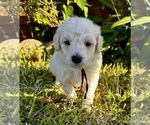 Small #4 Goldendoodle