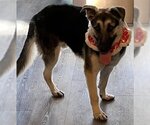 Small Photo #3 German Shepherd Dog Puppy For Sale in Modesto, CA, USA