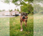 Small #5 American Staffordshire Terrier