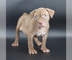 Small #1 American Bully