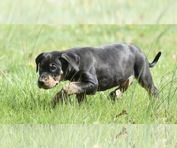 Medium Photo #5 Mutt Puppy For Sale in Mechanicsburg, PA, USA