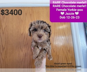 YorkiePoo Puppy for sale in TUCSON, AZ, USA