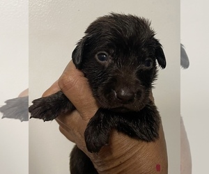 Labrador Retriever Puppy for sale in OSYKA, MS, USA