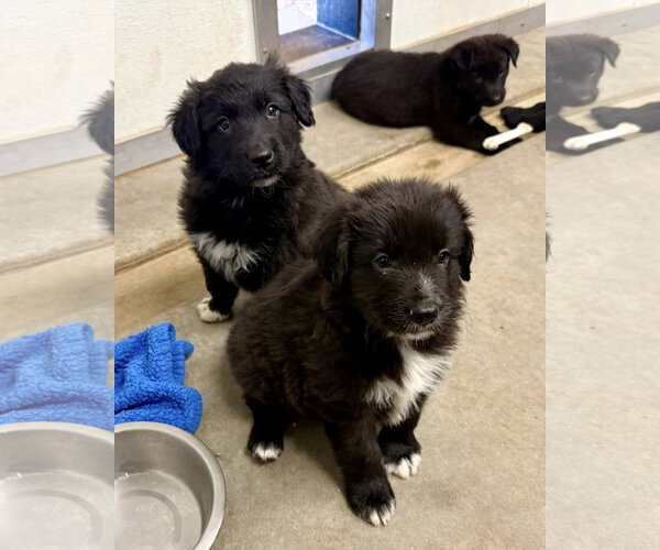 Medium Photo #2 Border Collie-Unknown Mix Puppy For Sale in Cave Creek, AZ, USA