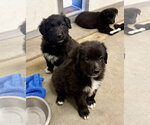 Small #1 Border Collie Mix
