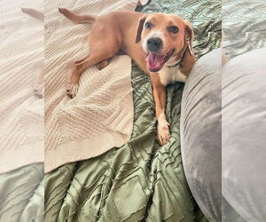 Liza - Female Coonhound-Rhodesian Ridgeback Mix Dog for Adoption - Photo #4