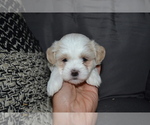Puppy Bailey Mal-Shi