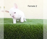 Small #6 French Bulldog