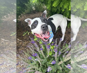 American Pit Bull Terrier Dogs for adoption in Germantown, OH, USA